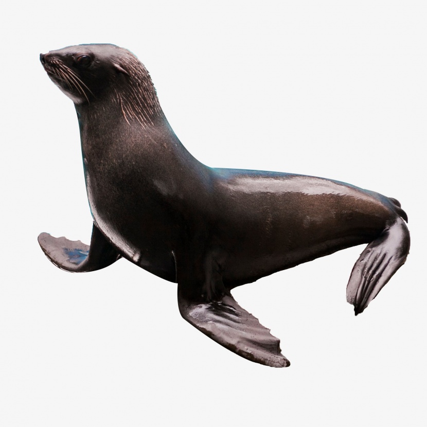 海豹进化史图片